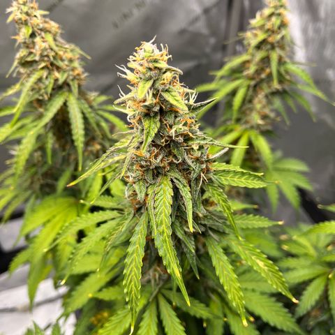 AK47 BCN selection X Auto Sativa growlog timeline photo