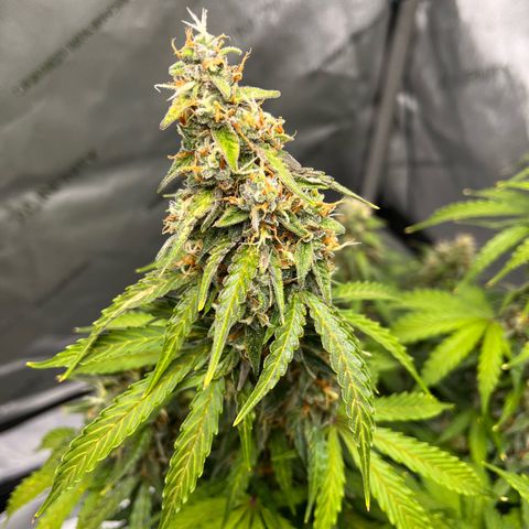 AK47 BCN selection X Auto Sativa growlog timeline photo