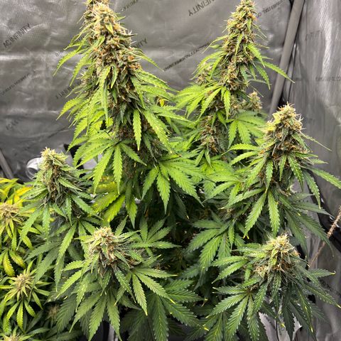 AK47 BCN selection X Auto Sativa growlog timeline photo