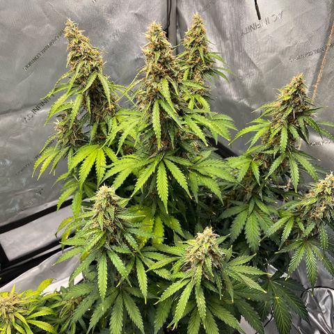 AK47 BCN selection X Auto Sativa growlog timeline photo