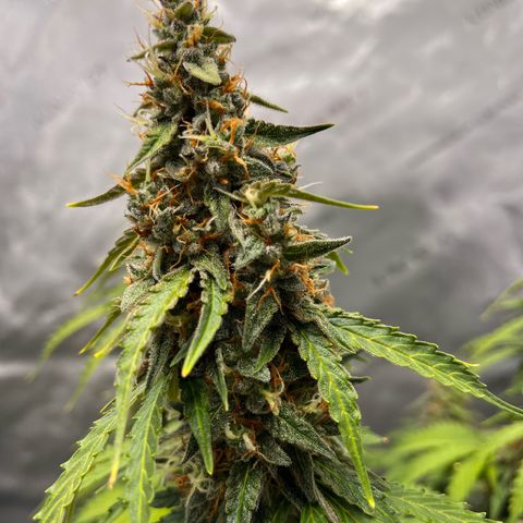 AK47 BCN selection X Auto Sativa growlog timeline photo