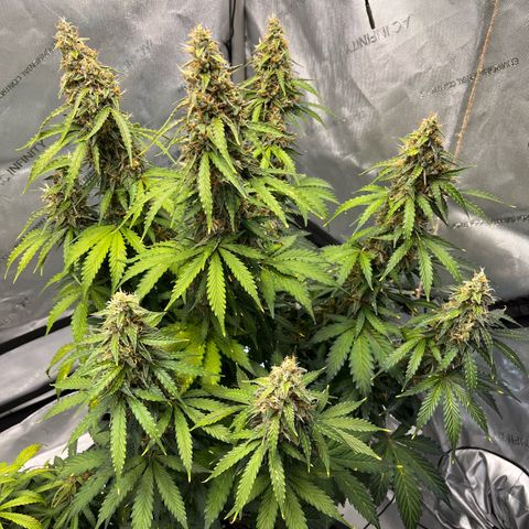 AK47 BCN selection X Auto Sativa growlog timeline photo