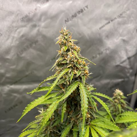 AK47 BCN selection X Auto Sativa growlog timeline photo