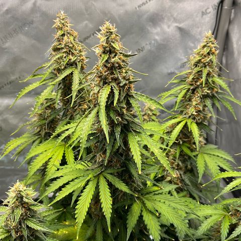 AK47 BCN selection X Auto Sativa growlog timeline photo