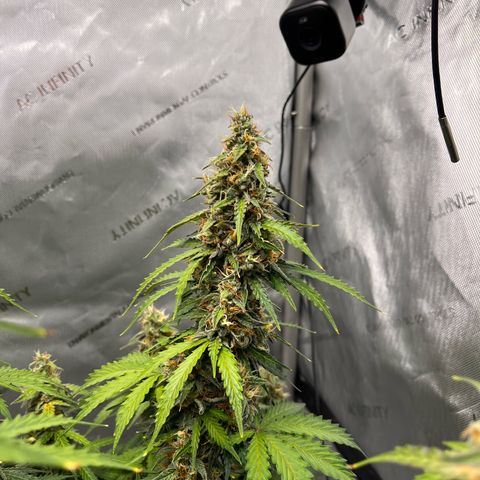 AK47 BCN selection X Auto Sativa growlog timeline photo