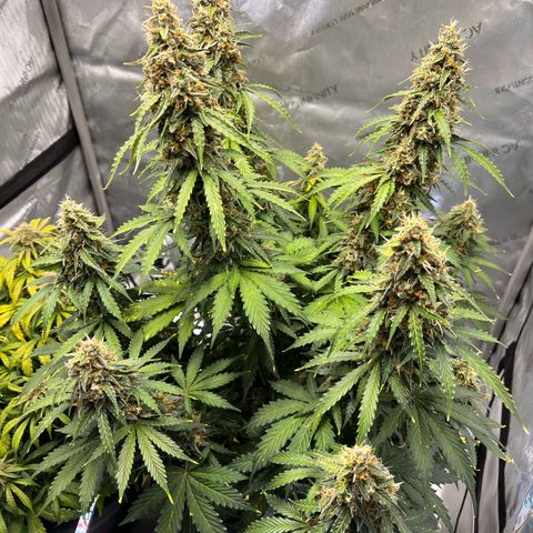 AK47 BCN selection X Auto Sativa growlog timeline photo