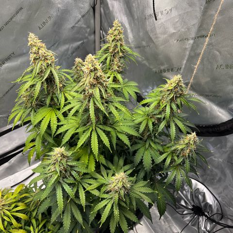 AK47 BCN selection X Auto Sativa growlog timeline photo