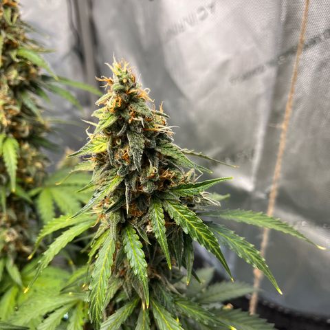 AK47 BCN selection X Auto Sativa growlog timeline photo