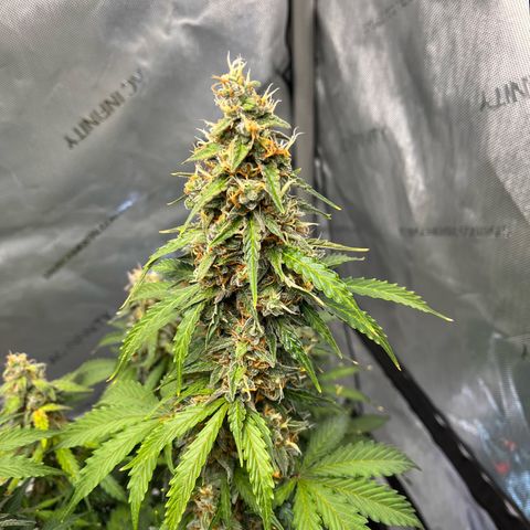 AK47 BCN selection X Auto Sativa growlog timeline photo