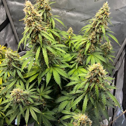 AK47 BCN selection X Auto Sativa growlog timeline photo