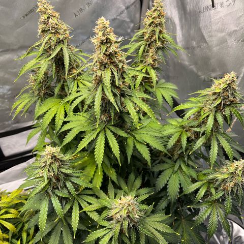 AK47 BCN selection X Auto Sativa growlog timeline photo