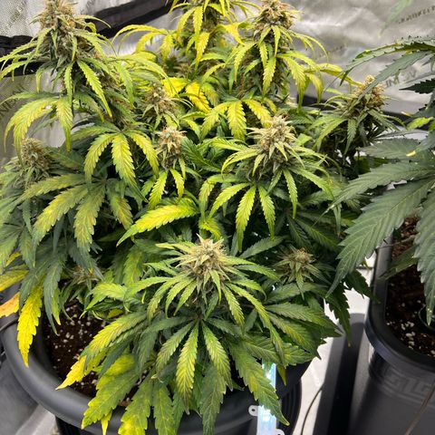 AK47 BCN selection X Auto Sativa growlog timeline photo