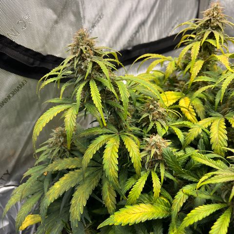 AK47 BCN selection X Auto Sativa growlog timeline photo