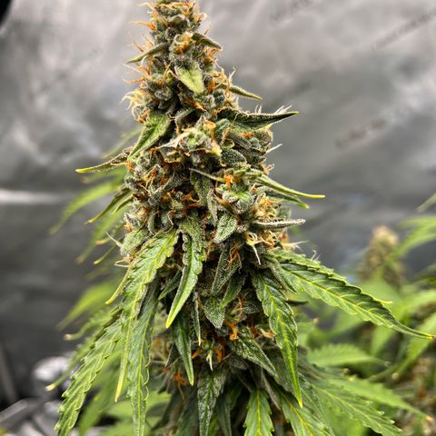 AK47 BCN selection X Auto Sativa growlog timeline photo