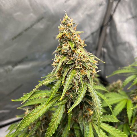 AK47 BCN selection X Auto Sativa growlog timeline photo