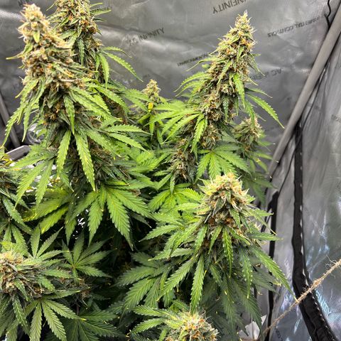 AK47 BCN selection X Auto Sativa growlog timeline photo