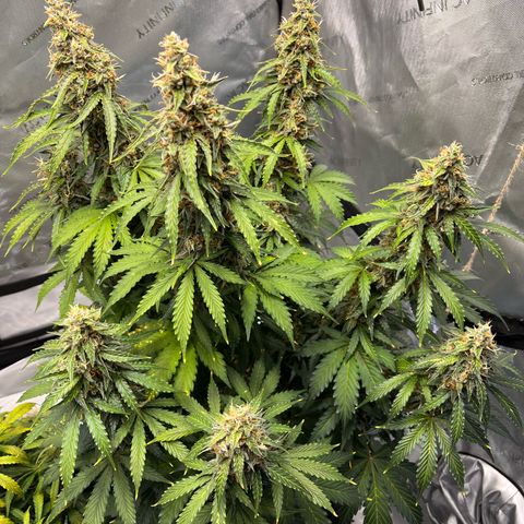 AK47 BCN selection X Auto Sativa growlog timeline photo