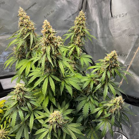 AK47 BCN selection X Auto Sativa growlog timeline photo