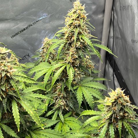 AK47 BCN selection X Auto Sativa growlog timeline photo