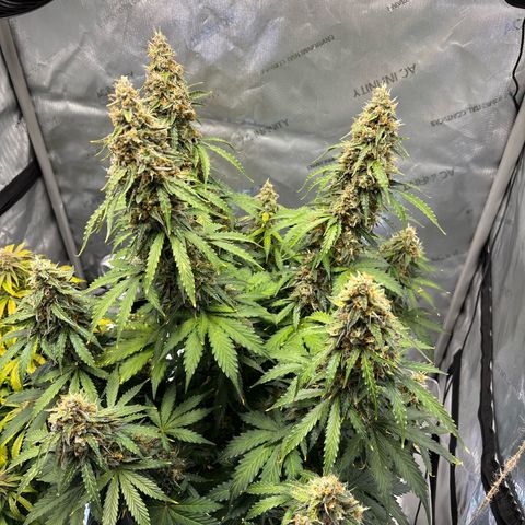AK47 BCN selection X Auto Sativa growlog timeline photo