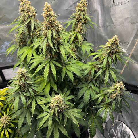 AK47 BCN selection X Auto Sativa growlog timeline photo
