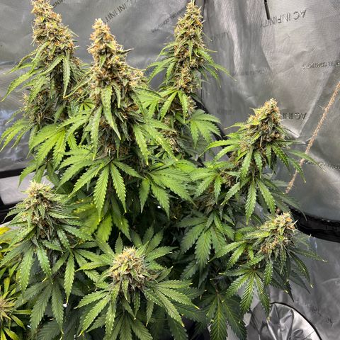 AK47 BCN selection X Auto Sativa growlog timeline photo