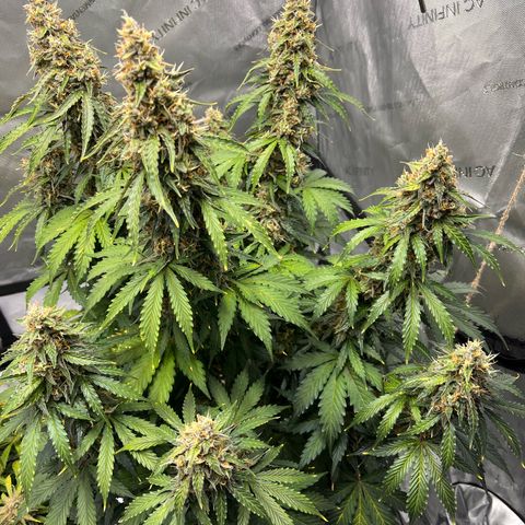 AK47 BCN selection X Auto Sativa growlog timeline photo