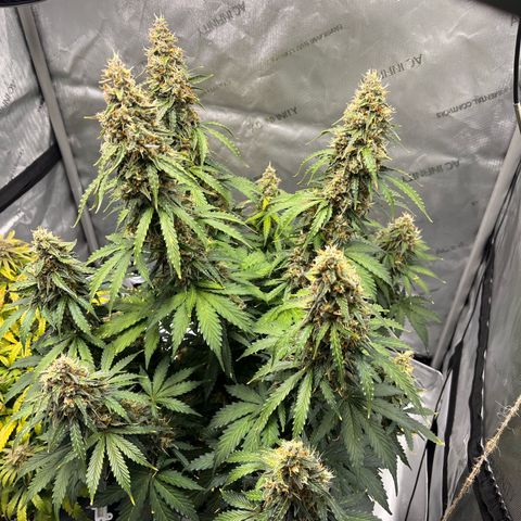 AK47 BCN selection X Auto Sativa growlog timeline photo