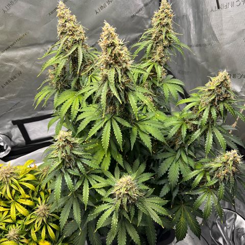 AK47 BCN selection X Auto Sativa growlog timeline photo