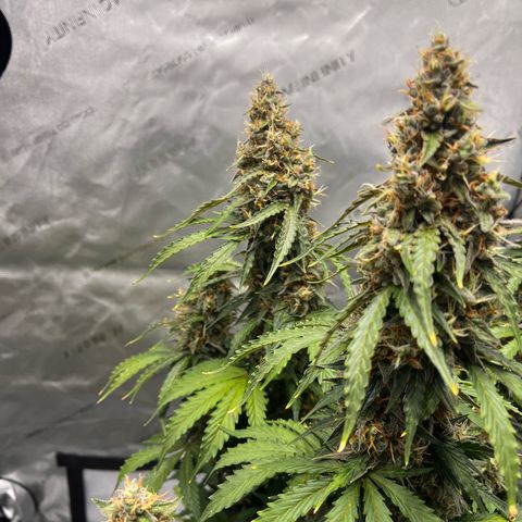 AK47 BCN selection X Auto Sativa growlog timeline photo