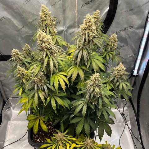 AK47 BCN selection X Auto Sativa growlog timeline photo