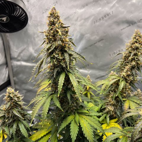 AK47 BCN selection X Auto Sativa growlog timeline photo
