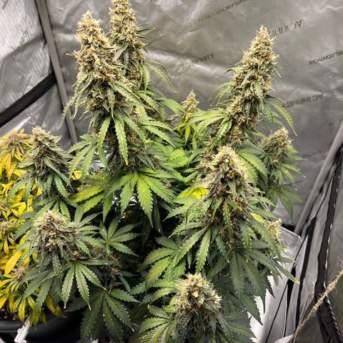 AK47 BCN selection X Auto Sativa growlog timeline photo