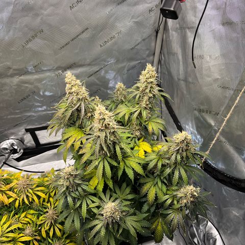 AK47 BCN selection X Auto Sativa growlog timeline photo