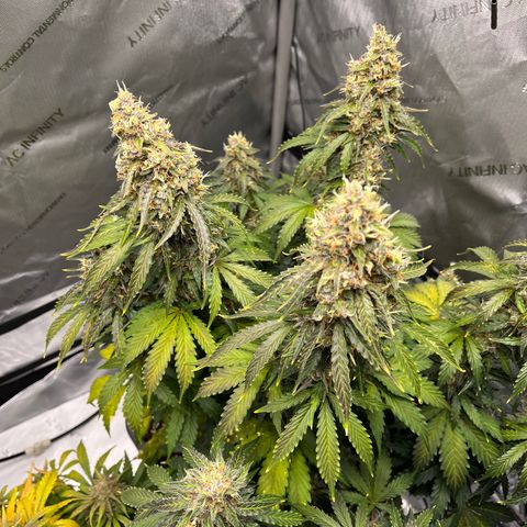 AK47 BCN selection X Auto Sativa growlog timeline photo