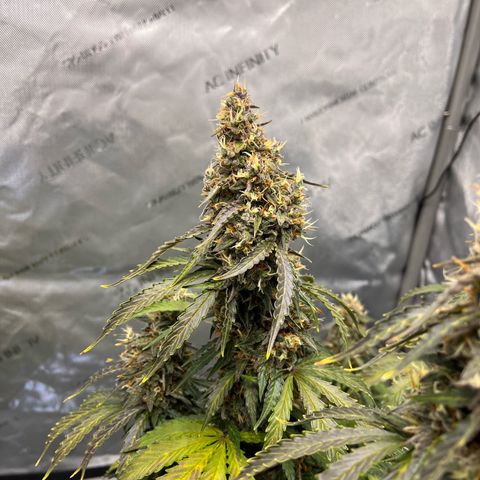 AK47 BCN selection X Auto Sativa growlog timeline photo