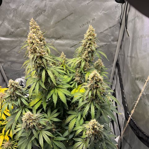 AK47 BCN selection X Auto Sativa growlog timeline photo