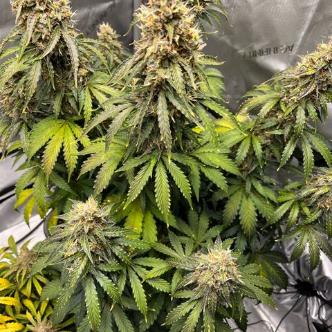 AK47 BCN selection X Auto Sativa growlog timeline photo