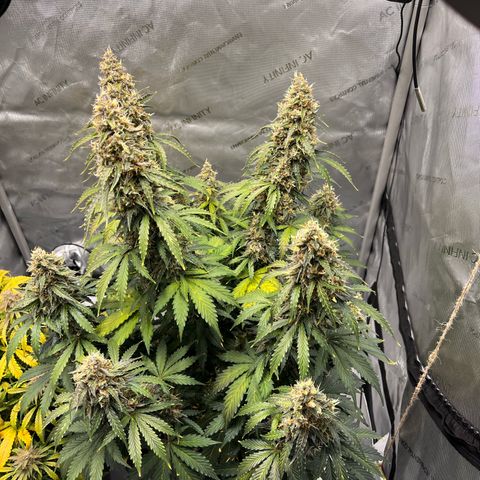AK47 BCN selection X Auto Sativa growlog timeline photo