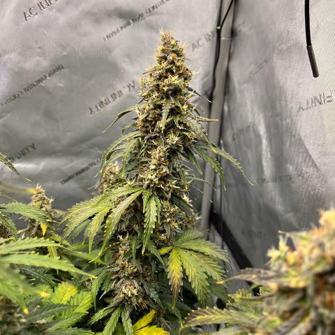 AK47 BCN selection X Auto Sativa growlog timeline photo