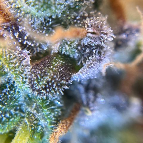 AK47 BCN selection X Auto Sativa growlog timeline photo