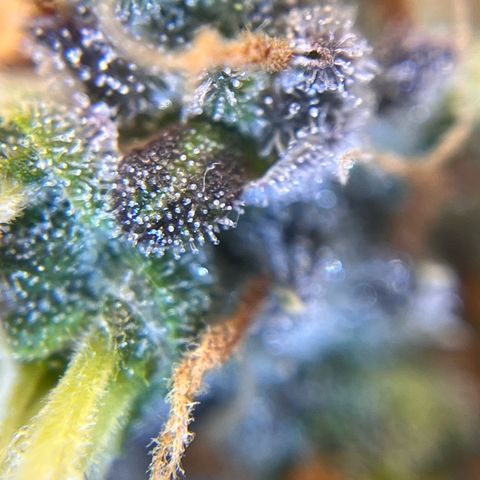 AK47 BCN selection X Auto Sativa growlog timeline photo