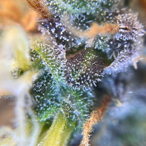 AK47 BCN selection X Auto Sativa growlog timeline photo
