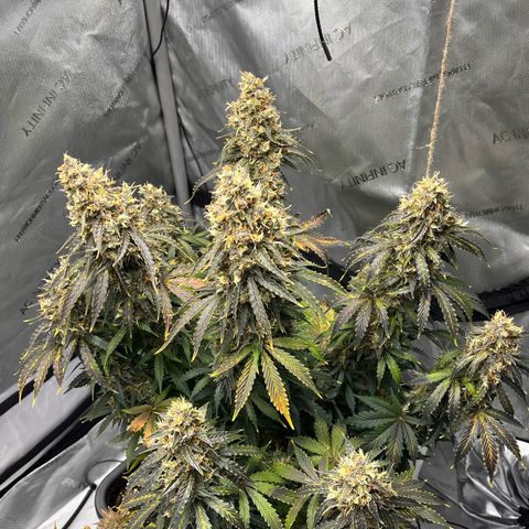 AK47 BCN selection X Auto Sativa growlog timeline photo