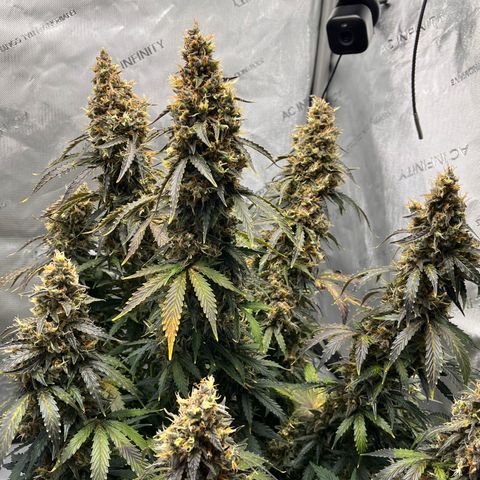 AK47 BCN selection X Auto Sativa growlog timeline photo