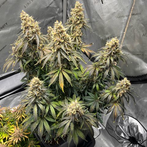 AK47 BCN selection X Auto Sativa growlog timeline photo