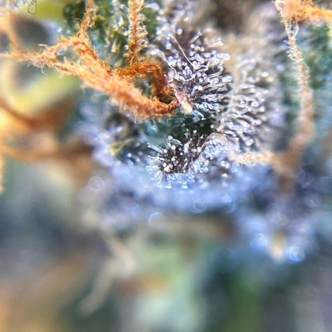 AK47 BCN selection X Auto Sativa growlog timeline photo