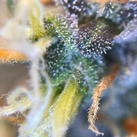 AK47 BCN selection X Auto Sativa growlog timeline photo