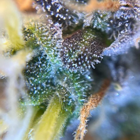 AK47 BCN selection X Auto Sativa growlog timeline photo