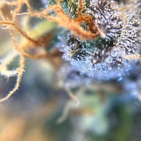 AK47 BCN selection X Auto Sativa growlog timeline photo
